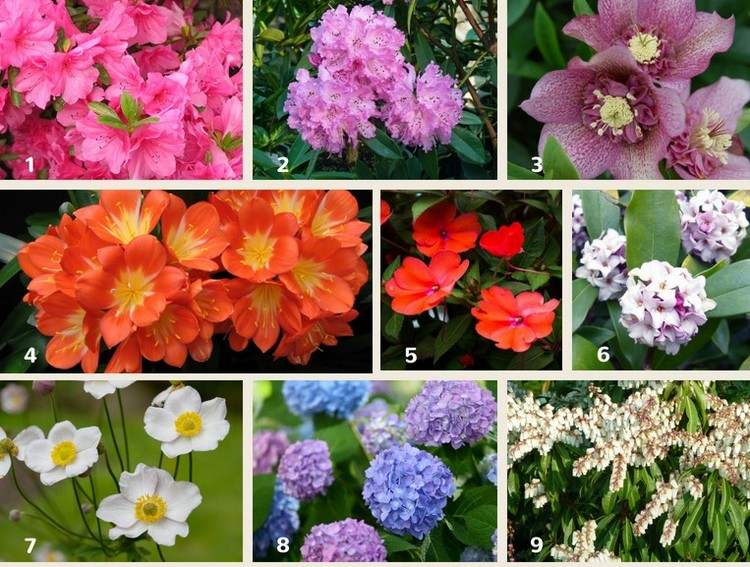 Flori de umbră pentru balcoane care înfloresc splendid