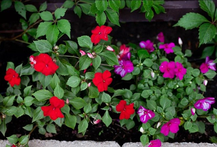 Umbrele pentru balcon în timpul verii, Lieschen silitor