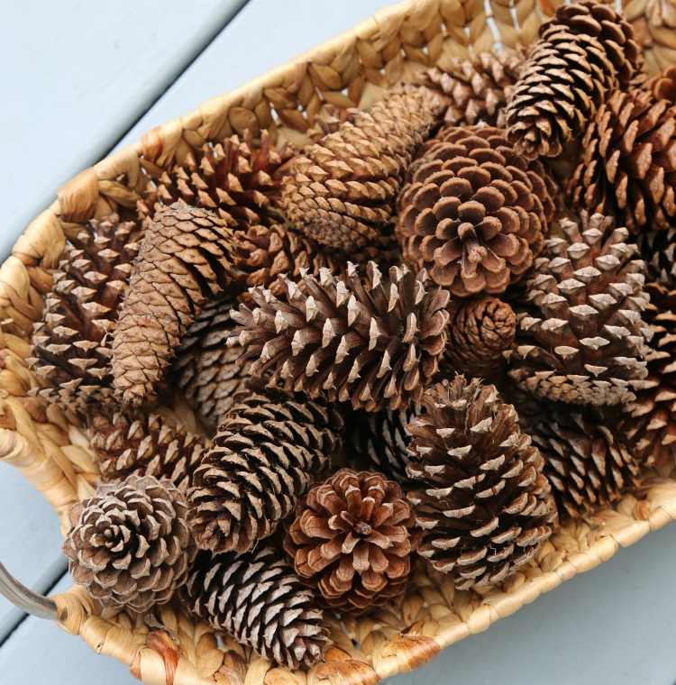 Instrucțiuni de albire a ananasului Prezentare generală a materialelor