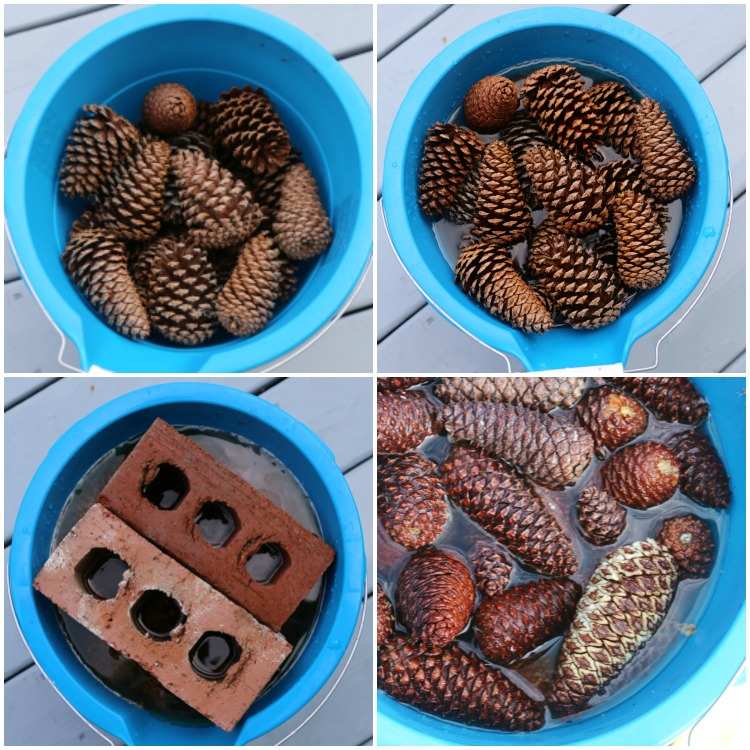 Instrucțiuni de înălbire a conurilor de pin înmuiate pas cu pas