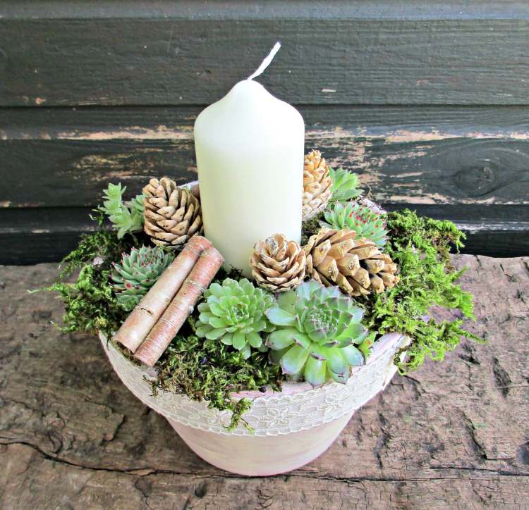 Lumina de înălbire a conului de pin, înălbitor, mușchi alb