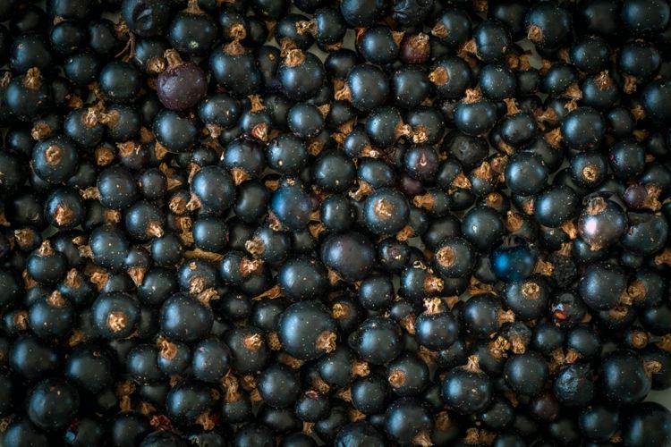 Coacăzul negru Ribes nigrum