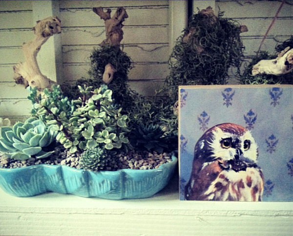 decorați cu suculente verzi aranjament din lemn de drift decorare suculente sfaturi de creștere aranjament lemn de drift