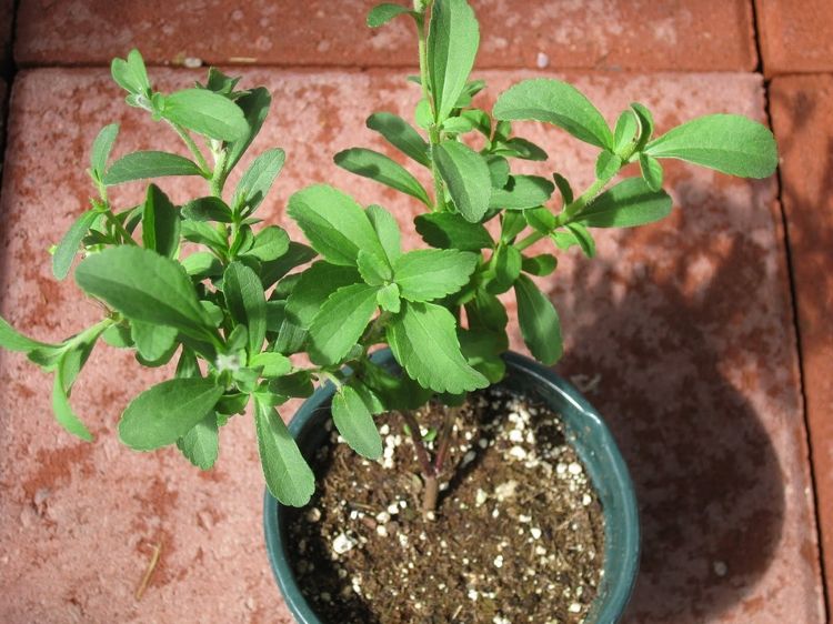 Planta Stevia rebaudiana într-un ghiveci