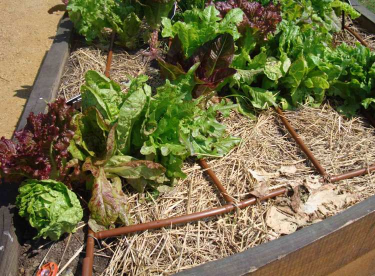 irigarea prin picurare deasupra solului în zona de legume economisirea apei-grădină-irigare-eficientă-picurare-furtun-plasture de legume-mulci de paie