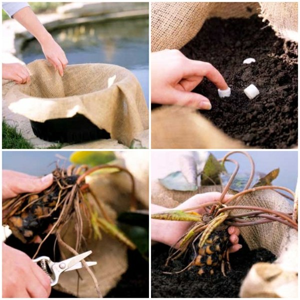 Inserarea grădinii cu apă de iaz nuferi