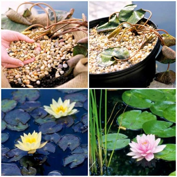 Plantarea nuferilor în iaz instrucțiuni pas cu pas