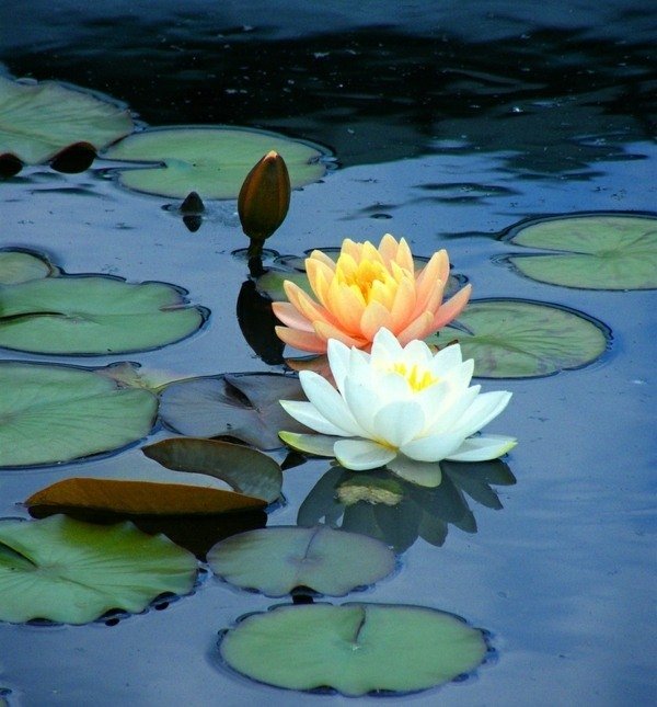 grădină iaz alb galben nufăr