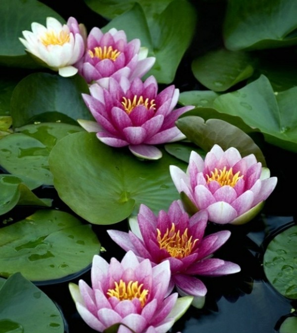 nuferii albi violet creează un mic iaz de balcon