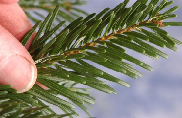 alege brad sfaturi proaspete verzi încântare