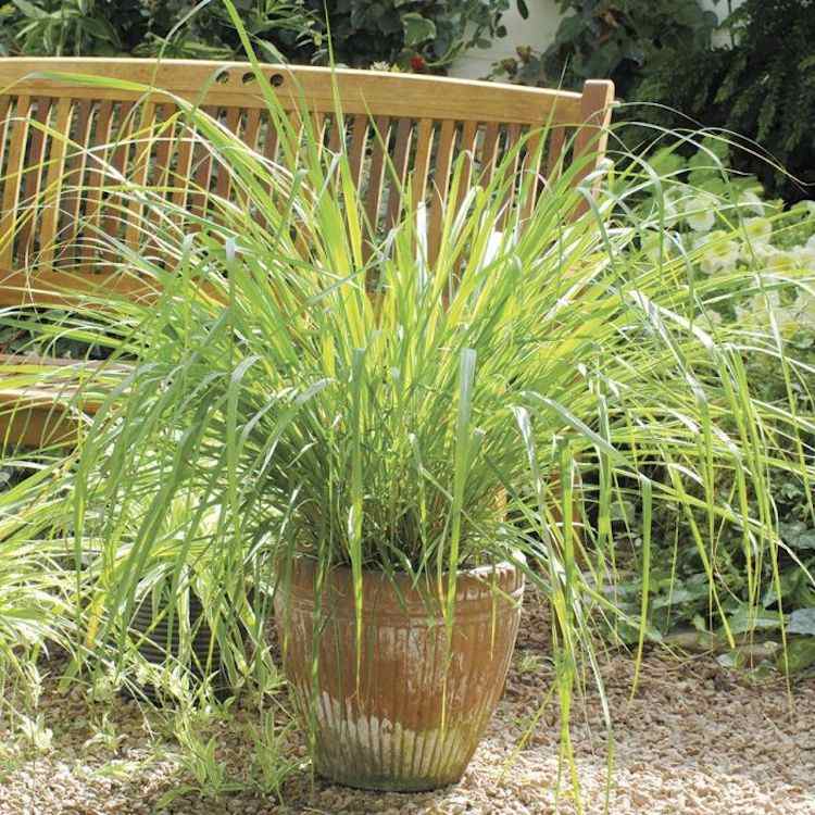 Lemongrass Lemongrass în găleți împotriva țânțarilor de pe terasă