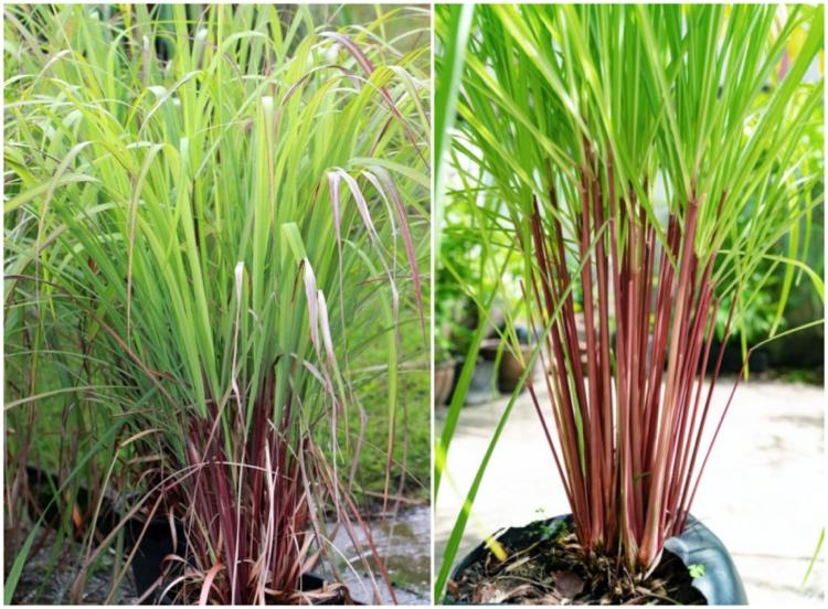 Planta Citronella Cymbopogon nardus