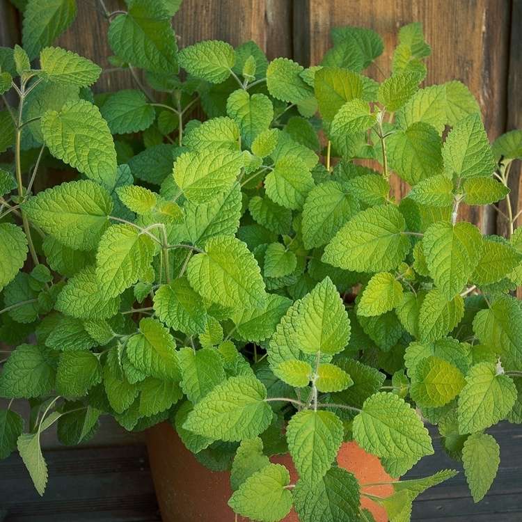 Balsam de lămâie într-o oală pe balcon