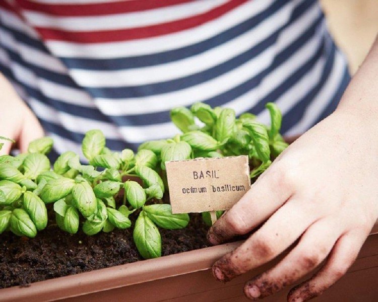 Plantați busuioc în cutii de ferestre împotriva țânțarilor