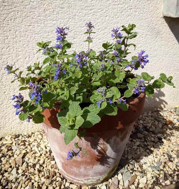 Catnip în găleată afară