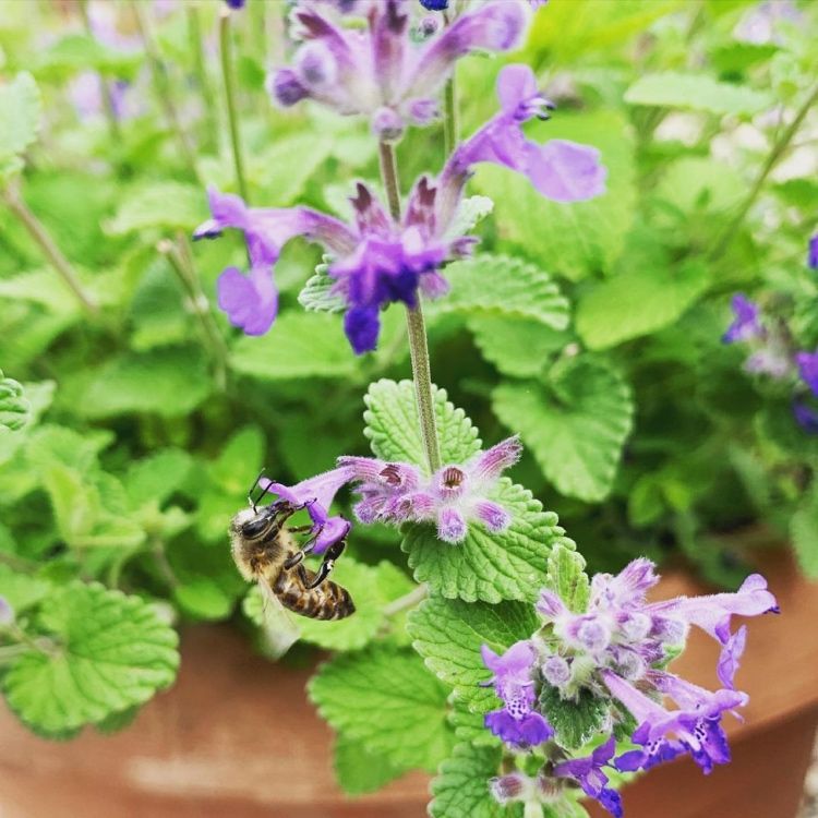 Catnip este o planta prietenoasa cu albinele