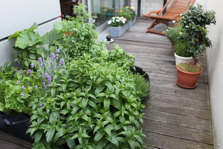Mentă Mentha x piperita pe balcon împotriva țânțarilor