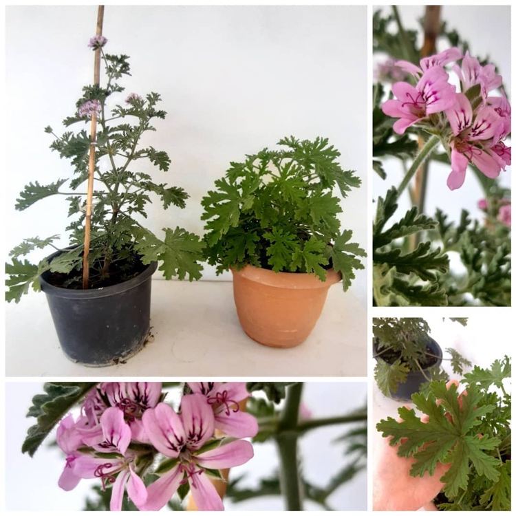 Geranium parfumat împotriva țânțarilor de pe balcon