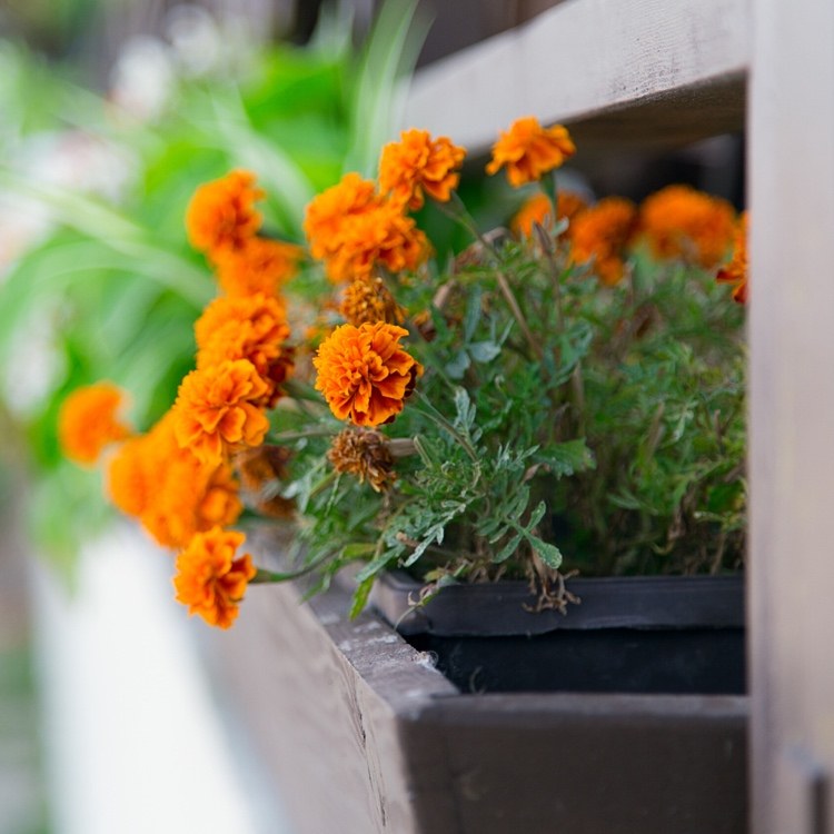 Tagetele ca o floare de balcon în cutie împotriva țânțarilor