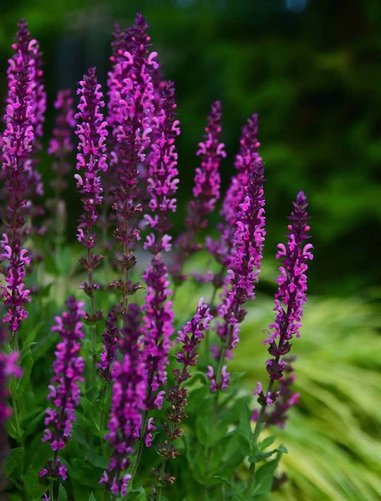 Salvie de stepă Salvia nemorosa împotriva țânțarilor