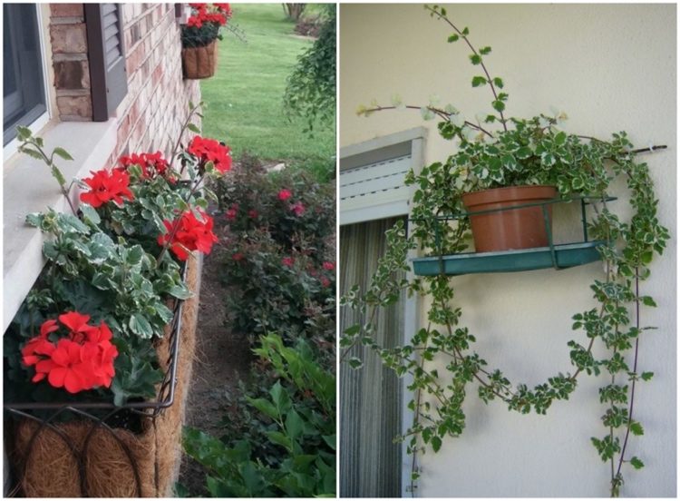 Plantă de tămâie împotriva țânțarilor de pe balconul nordic