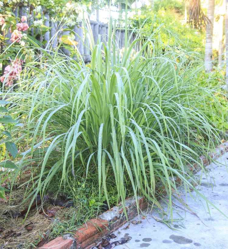 Cymbopogon citratus Lemongrass Lemongrass în grădină