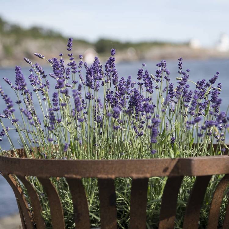 Planta de lavanda impotriva tantarilor