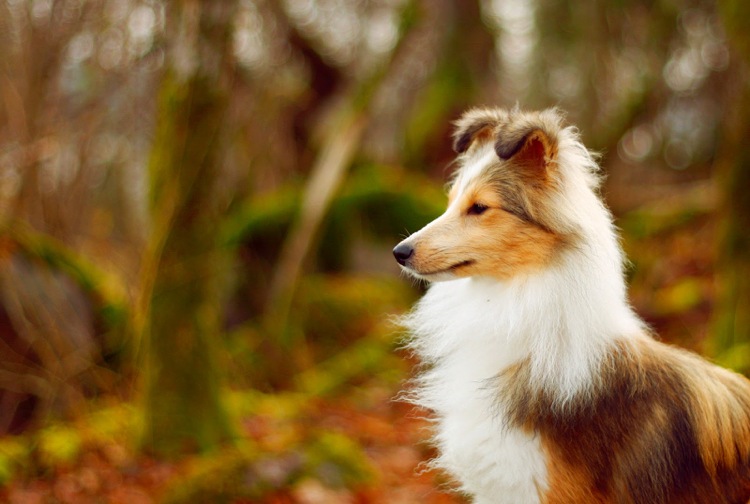 care câine mi se potrivește collie