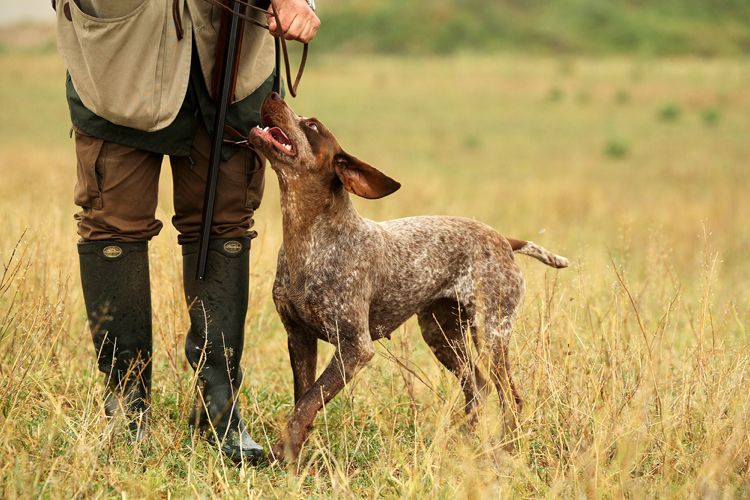 care câine mi se potrivește câine de vânătoare