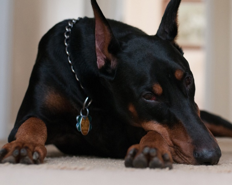 care câine mi se potrivește câine de supraveghere doberman