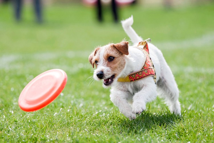care câine mi se potrivește terrier