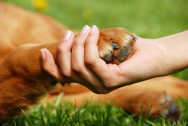care câine mi se potrivește cel mai bun prieten rasele de câini