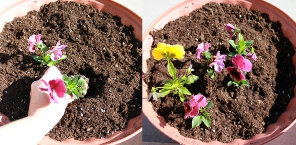 Transplantarea plantei de casă Umeziți vasul ceramic cu sol Repot-plantă