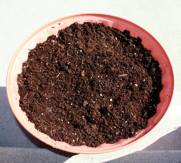 Umeziți solul și repotați planta de apartament Împletirea transplantului de plante de casă din sol