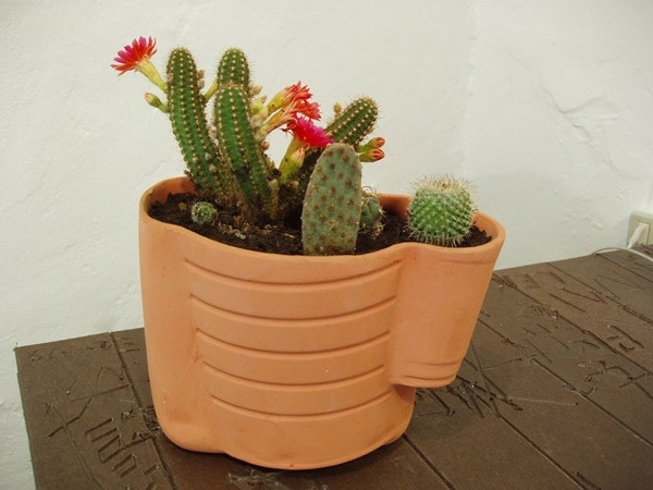 Plantele de casă repotează cactuții mai puțină apă Transplantarea cactușilor-mici-și-mari