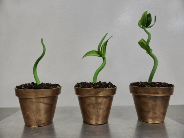 Transplantarea plantelor de interior creează idei de decorare Repot idei de tăiere-plante de apartament