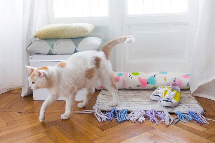 faceți dopul de tracțiune singur bricolaj fereastră ușă fereastră artizanat acasă cactuți ghivece de flori parchet pisică